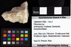 Foto (Objket + Etiketten) von Galatheoidea indet. 